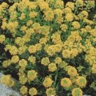 Alyssum Saxatile ~ 110 seeds