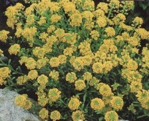 Alyssum Saxatile ~ 110 seeds
