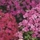 Aubrieta deltoides~100 seeds