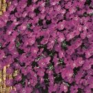Aubrieta whitewell~400 seeds