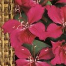 Bauhinia Purpurea L.~50 seeds