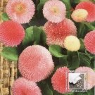 Bellis Perennis ~100 seeds