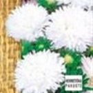 Callistephus "groundling color carpet" (white) ~100 seeds
