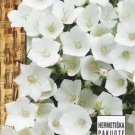 Campanula carpatic ~1000 seeds