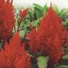 Celosia forest fire ~130 seeds