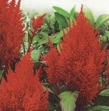 Celosia forest fire ~130 seeds