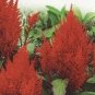 Celosia forest fire ~130 seeds