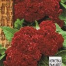 Celosia argentea cristata "Toreodor" ~130 seeds
