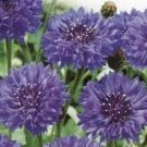 Centaurea chanus "Blue ball" ~50 seeds