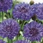 Centaurea chanus "Blue ball" ~50 seeds