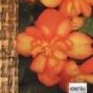 Begonia Chanson orange and yellow~50 seeds