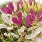 Cleome Rose queen ~50 seeds