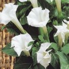Datura metel (datura arborea) ~50 seeds