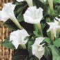 Datura metel (datura arborea) ~50 seeds