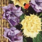Datura Ballerina (datura arborea) ~30 seeds