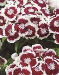 Dianthus Barbatus ~100 seeds