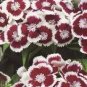 Dianthus Barbatus ~100 seeds