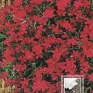 Dianthus flashing light ~570 seeds