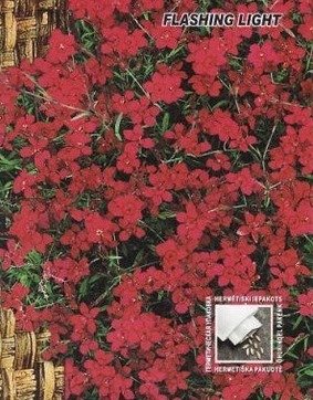 Dianthus flashing light ~570 seeds
