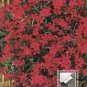 Dianthus flashing light ~570 seeds