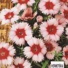 Dianthus Merry go round ~90 seeds