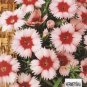 Dianthus Merry go round ~90 seeds