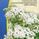 YARROW COMMON, Achillea millefolium  ~ 18 seeds