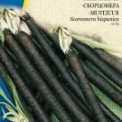 SCORZONERA (BLACK SALSIFY) DUPLEX, Scorconera hispanica  14 seeds