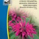 LEMON HORSEMINT, Monarda citriodora Cerv. - 180 seeds
