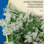 CUMIN, Cuminus cyminum - 70 seeds