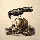 Crow On A Skull Art Print Gothic Macabre Memento Mori