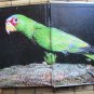The Handbook of Amazon Parrots by A. E. Decoteau ➤ TFH Publications, Inc. 1983