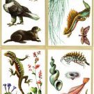 NATURE RESERVE Birds Animals Insects 16 Postcards J2907
