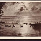 Lithuania Nida Nidden  Old Postcard J3082