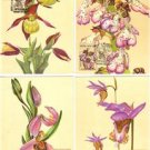 FLOWERS ORCHIDS 5 X Maximum Card J3166