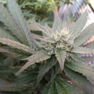 Medical Marijuana Health Check & Gap Assessment