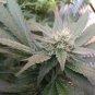 Medical Marijuana Health Check & Gap Assessment