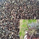 MAGIC Bird Seed - for happy birds