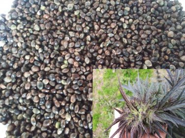 MAGIC Bird Seed - for happy birds