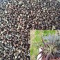 MAGIC Bird Seed - for happy birds