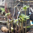Starter Hemp Plants - Organic
