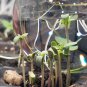 Starter Hemp Plants - Organic