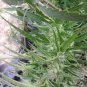 Starter Hemp Plants - Organic