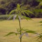 Starter Hemp Plants - Organic