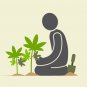 Starter Hemp Plants - Organic