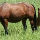 Broodmare Package