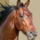 Stallion Package