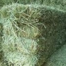 Timothy Hay
