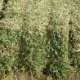 Roughage (Hay)
