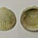 Glycymeris Deleta